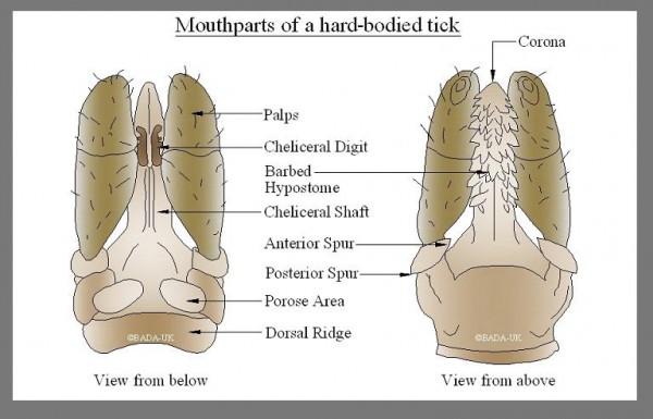 Tick Mouth Parts 46