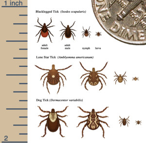 Tick Control Company - Size of tick after feeding
