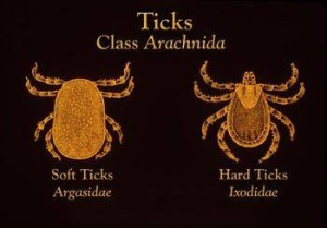 Tick Control Company - Ticks Class Arachnida