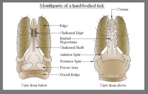 Tick Control Company - mouth parts of tick