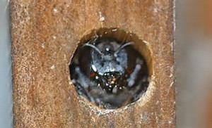 carpenter bee in hole